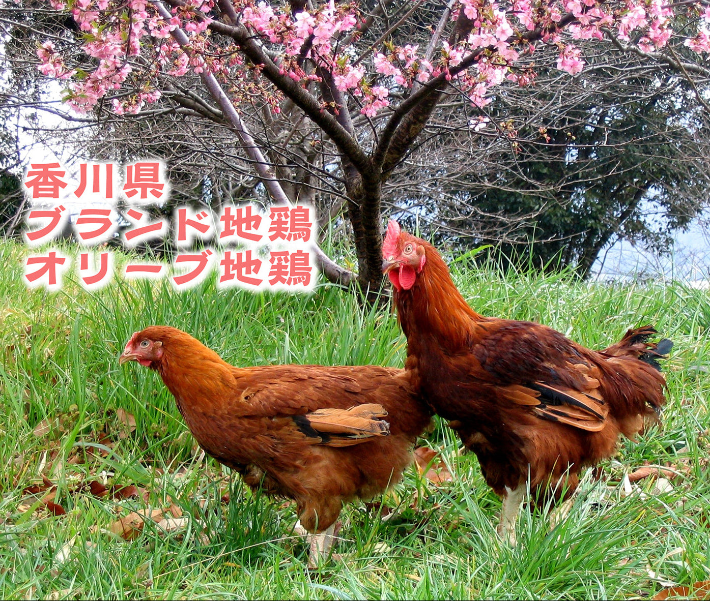 僕のピリ辛　骨付オリーブ鳥